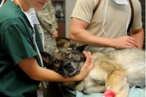 Want To Become A Veterinary Doctor? Check Out These Essential Tips To Become A Clean-Cut Veterinarian